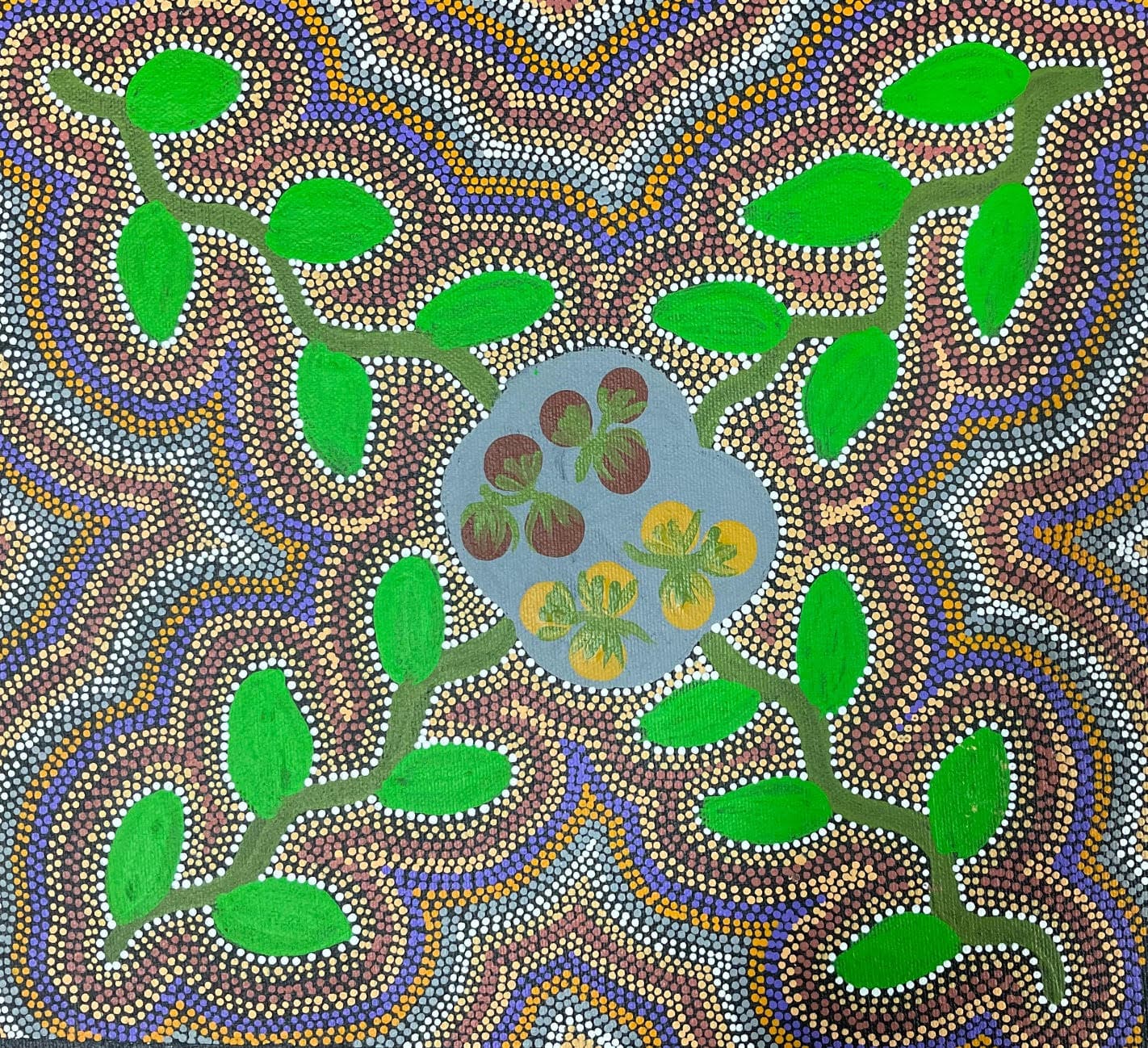 Bush Tomatoes in Season